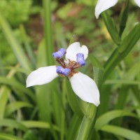 Trimezia gracilis (Herb.) Christenh. & Byng